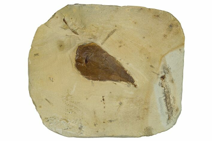 Fossil Leaf (Prunus) - Montana #270975